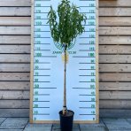 Nektárinka (Prunus nucipersica) ´FANTASIA´ - neskorá, výška 150-180 cm, obvod kmeňa 4/6 cm, kont. C6L